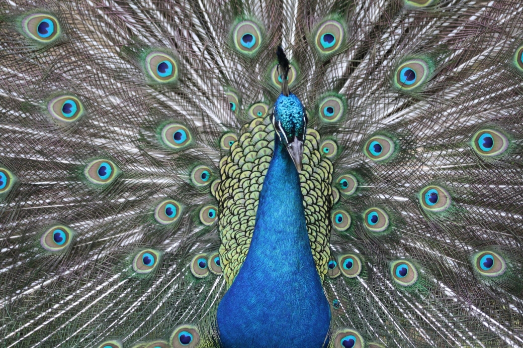 Birds - Copy (2)