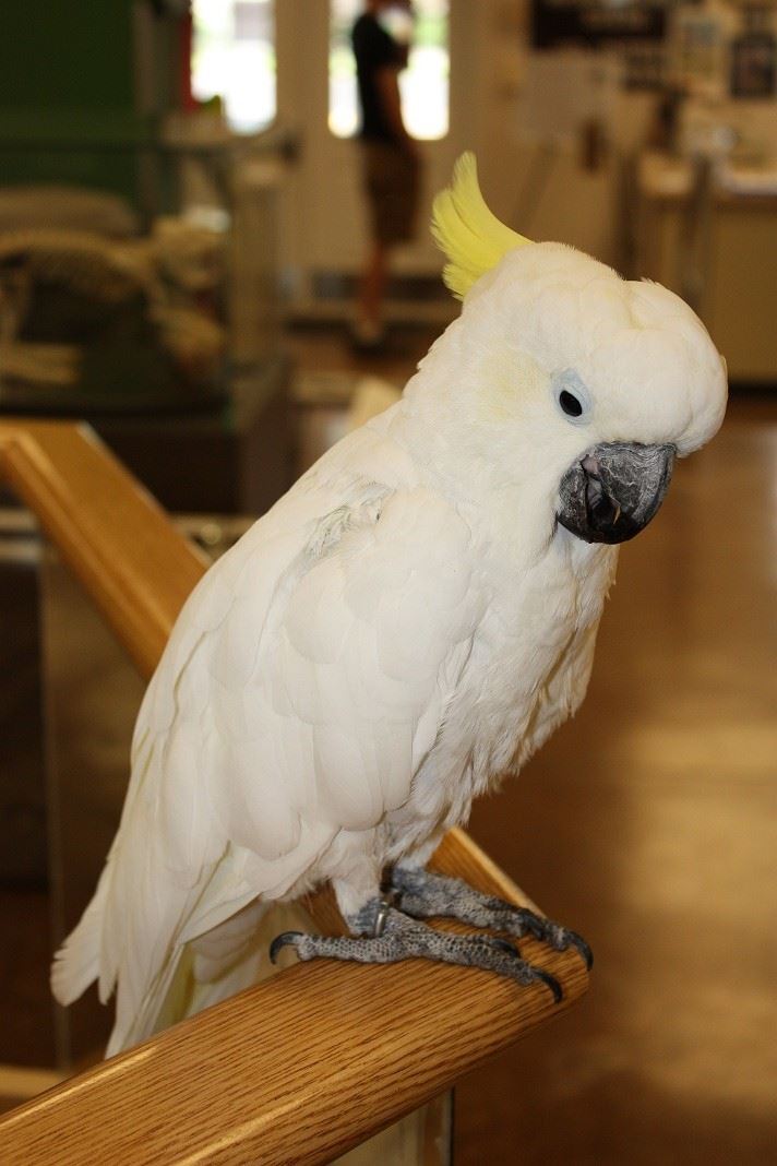 Cockatoo