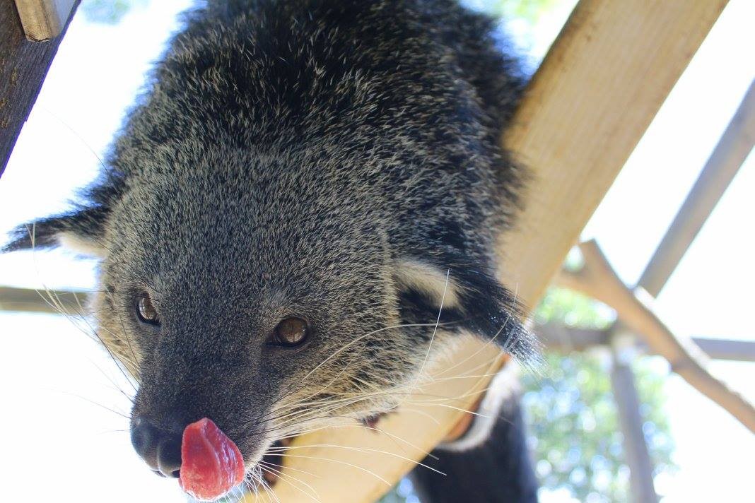 Binturong