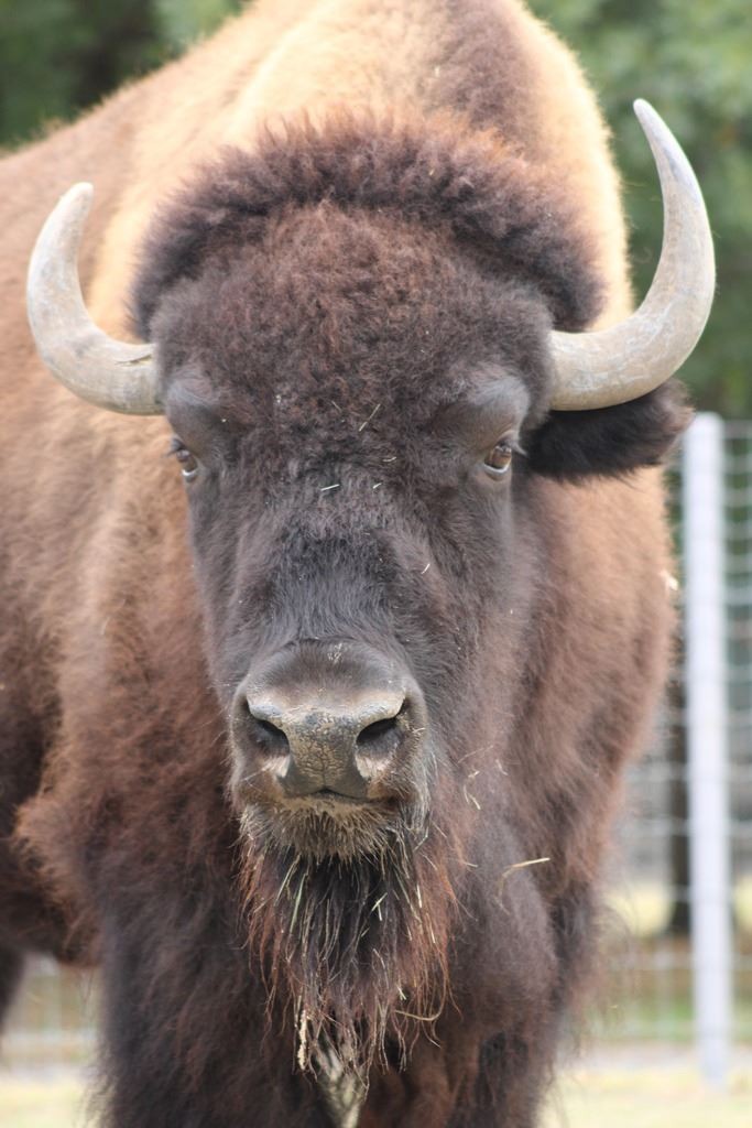 Bison