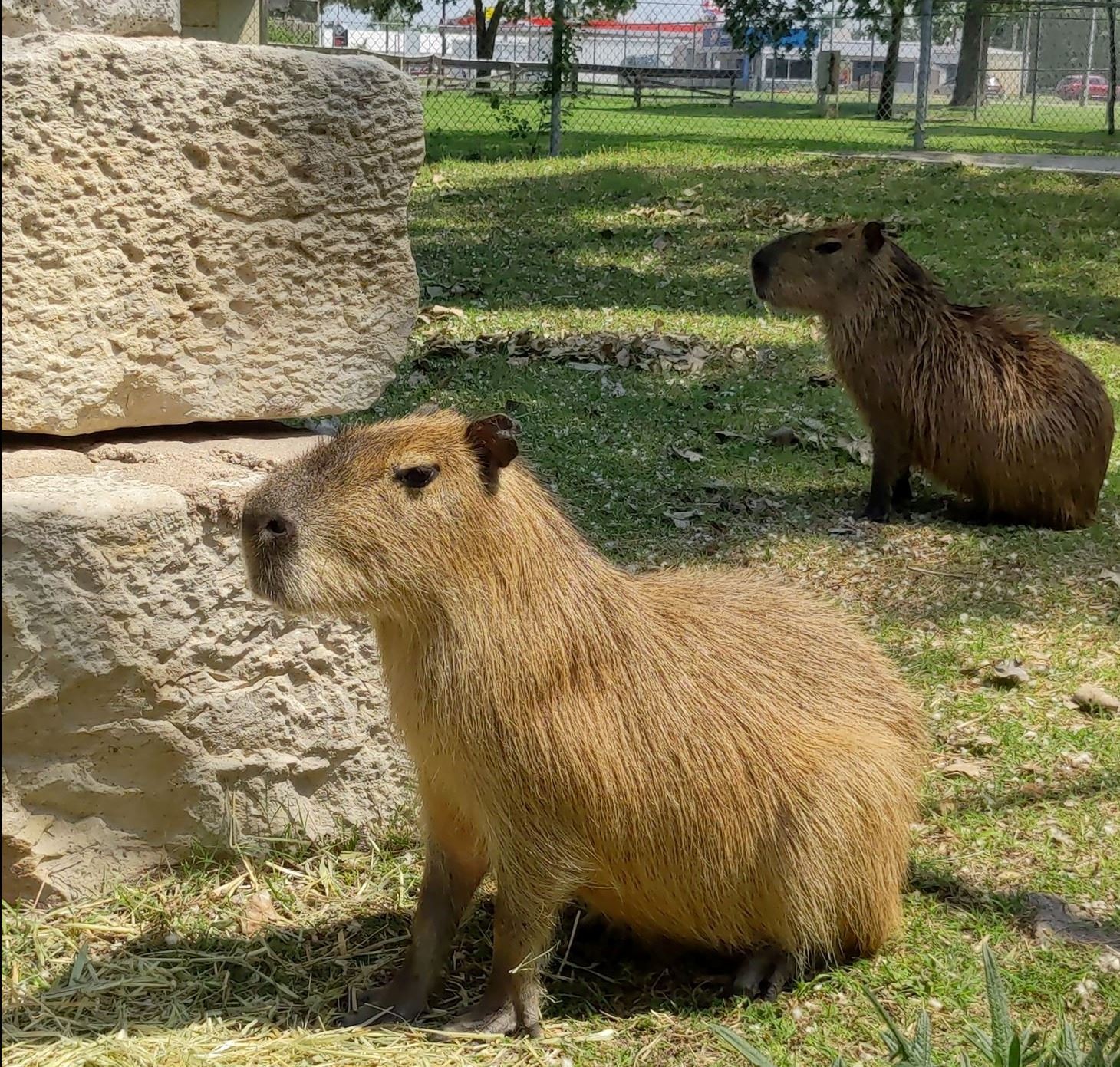 Capybara