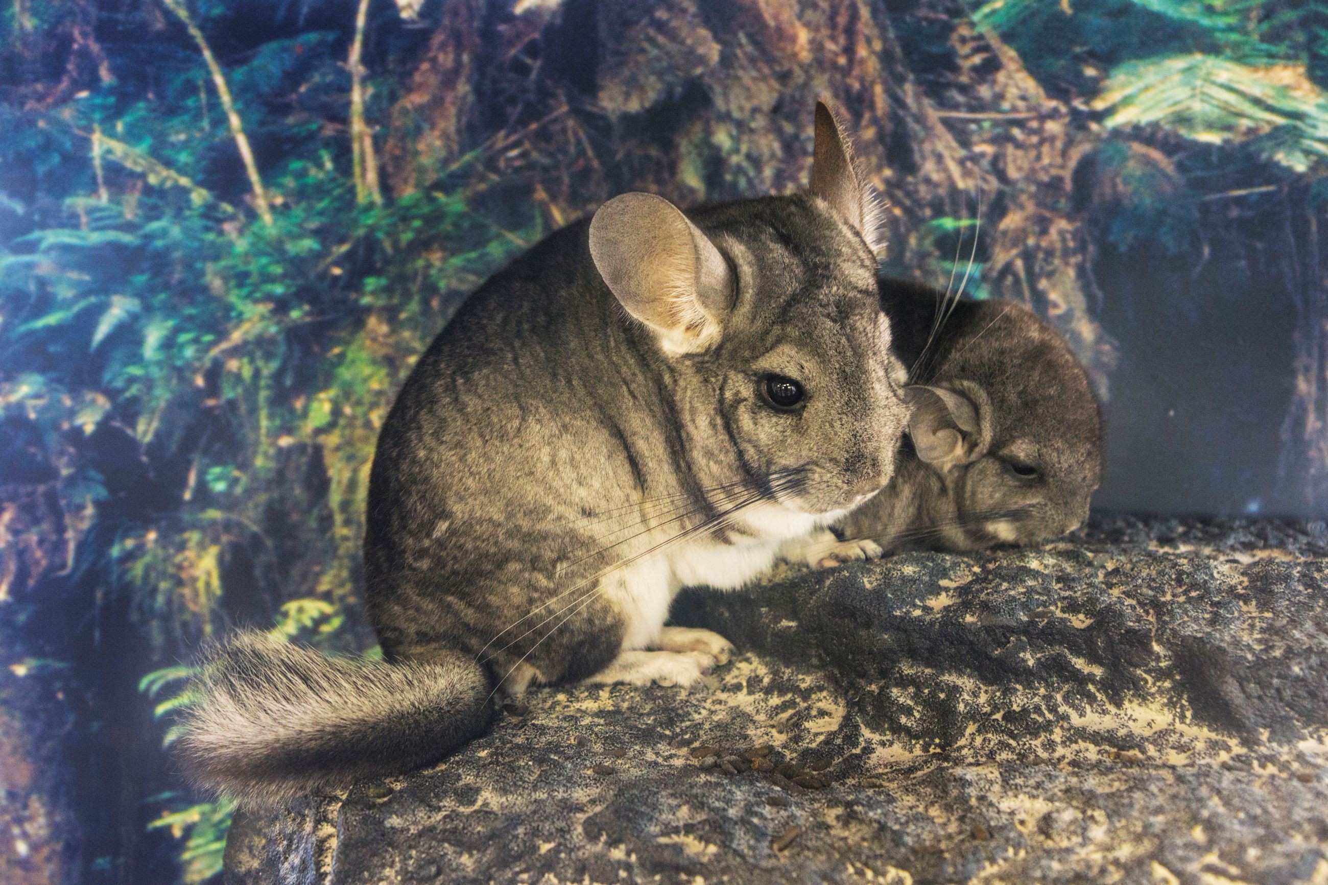 Chinchillas