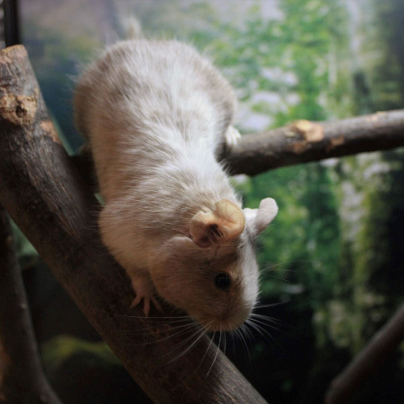 Degus