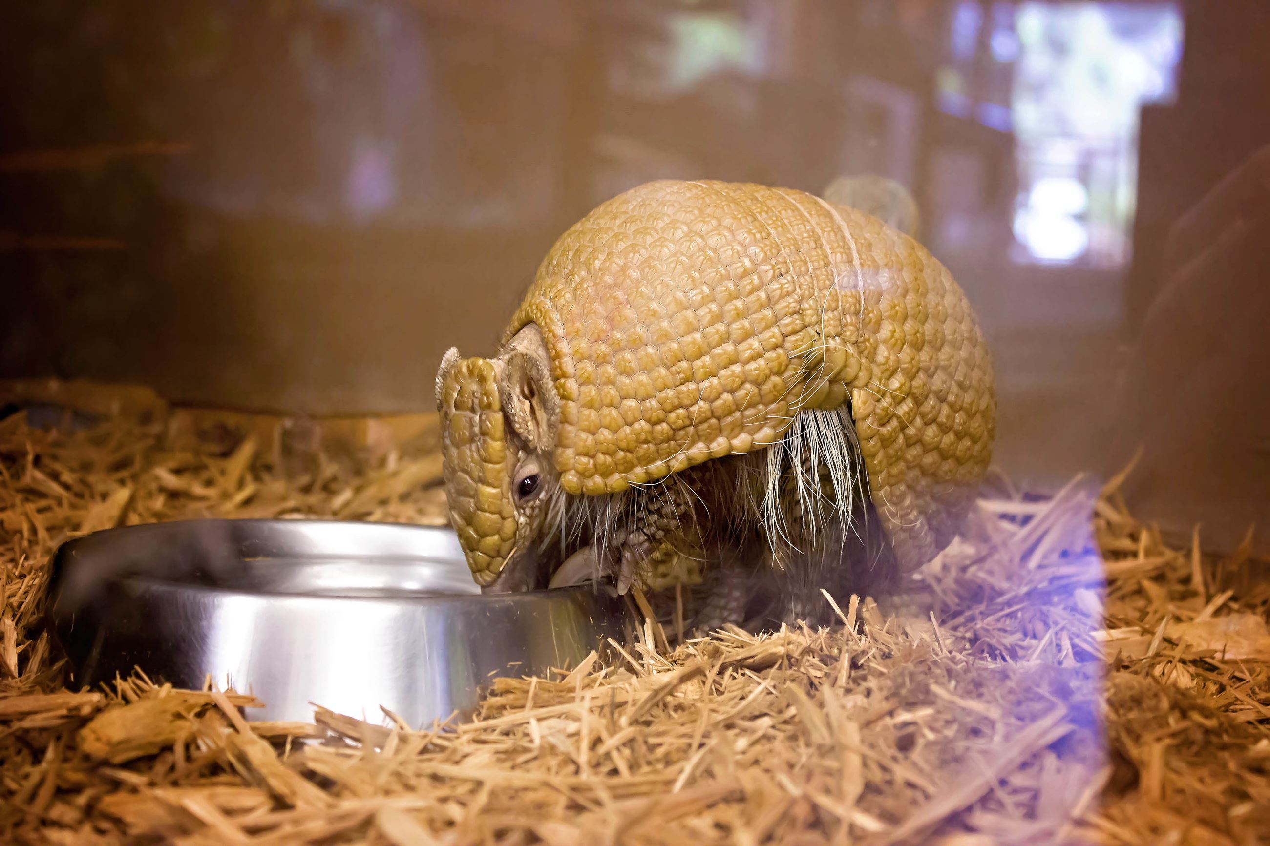 Three-Banded Armadillo