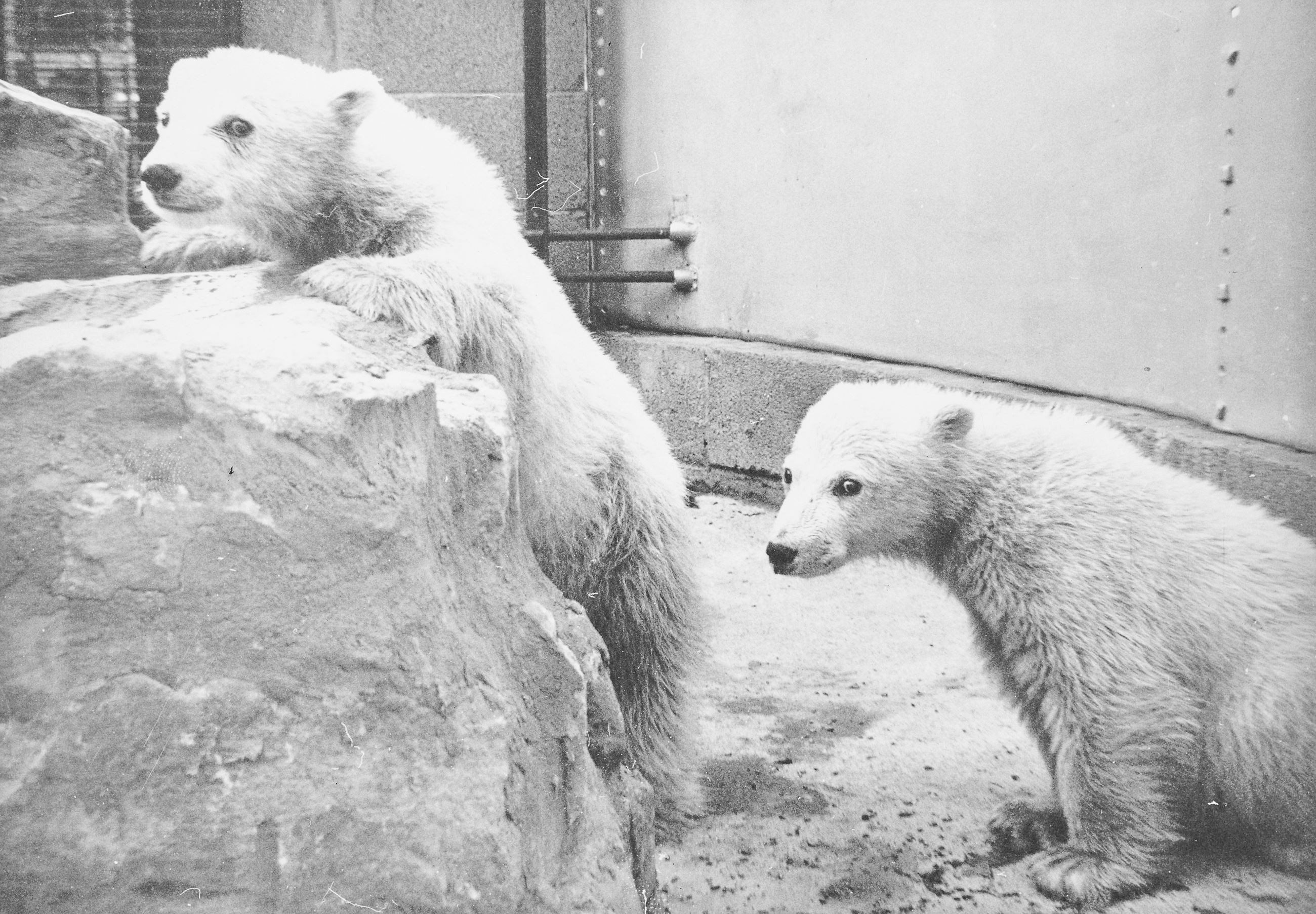 Two polar bears are sitting together on a large rock in a snowy landscape
