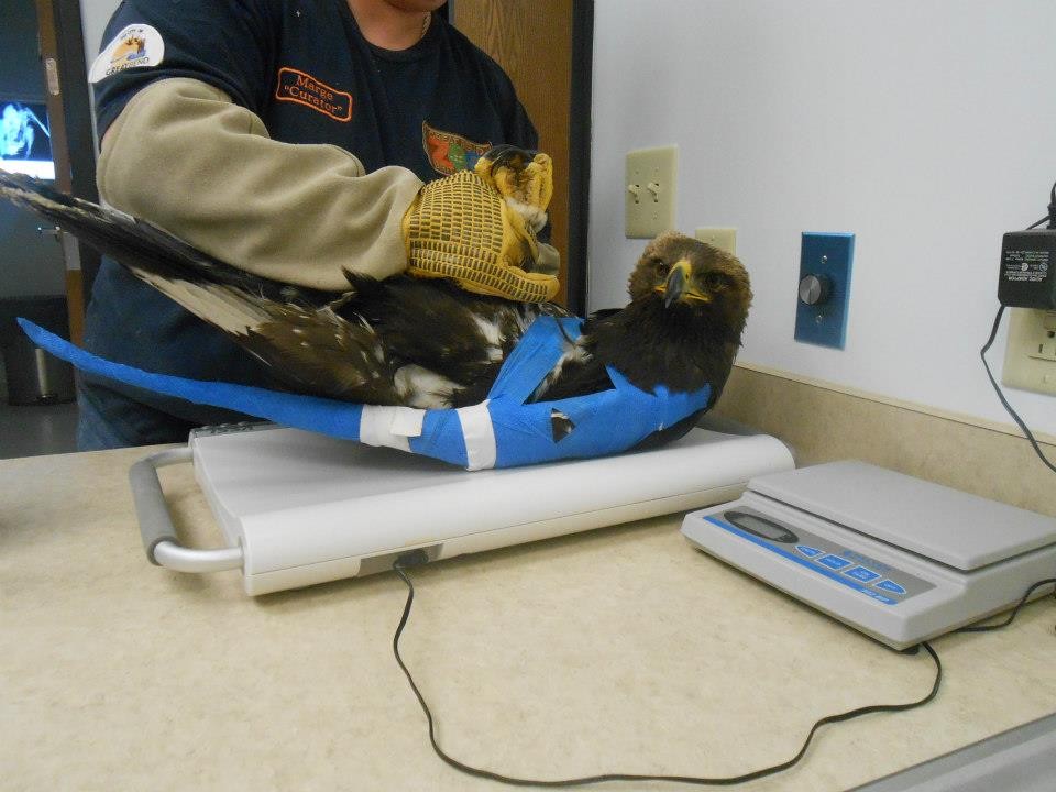 A man holds a bird on a scale, measuring its weight with a focused expression