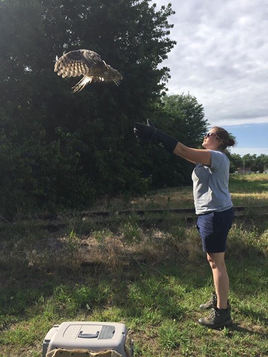 A woman holds an owl aloft, showcasing the bird's wings and features against a natural background